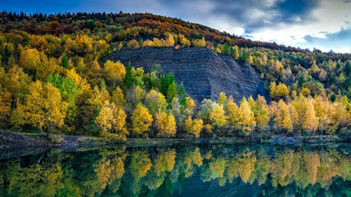 Forest in Poland