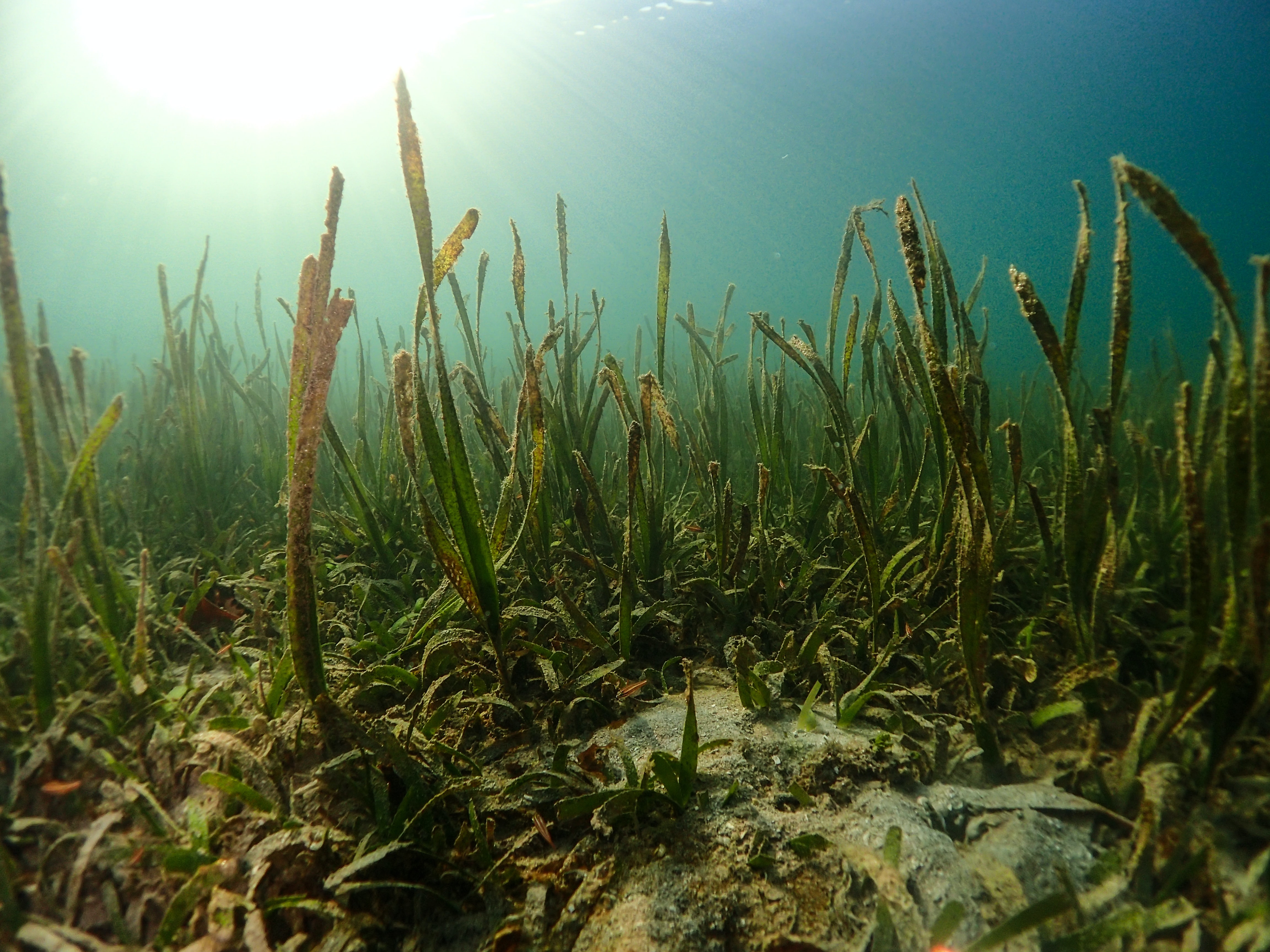 Dutch court makes bottom trawlers prove they will not harm protected seas