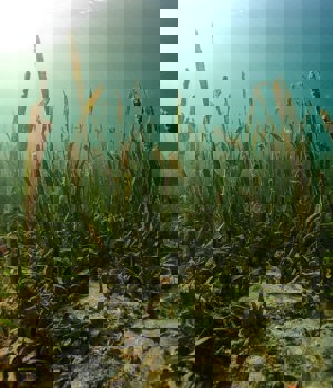 An underwater shot of seagrass on a seabed