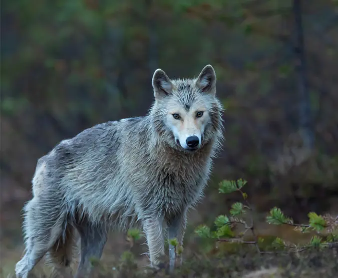 A Finnish wolf in a forest