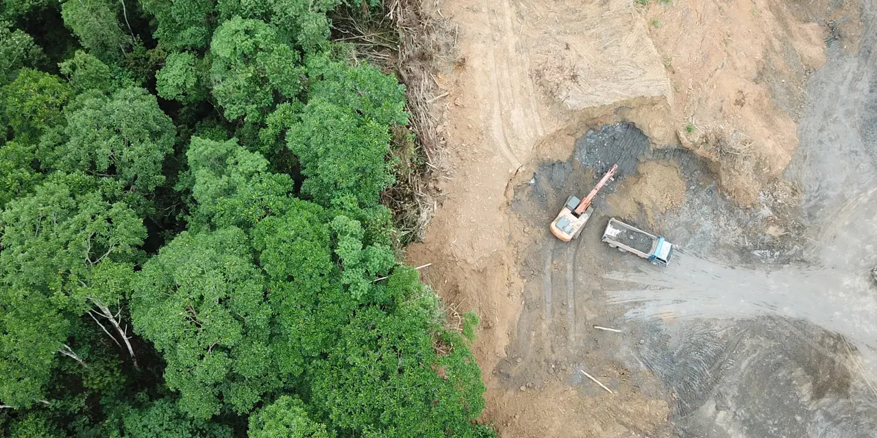 Forest destroyed by logging