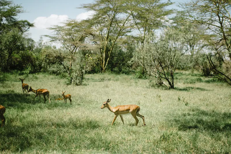 Deer in forest