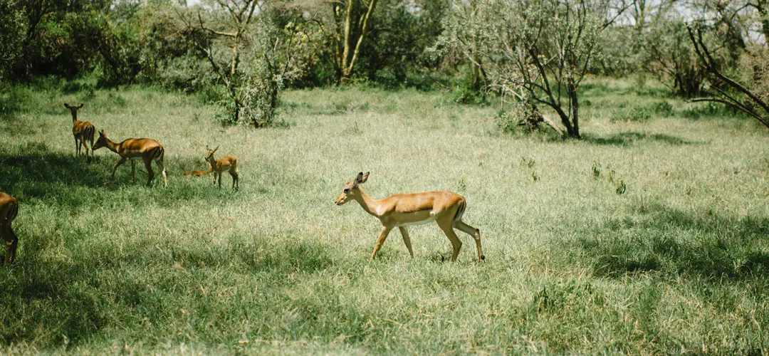 Deer in forest
