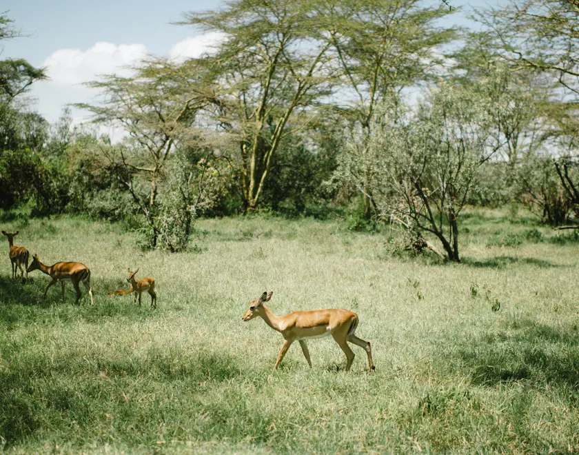 Deer in forest