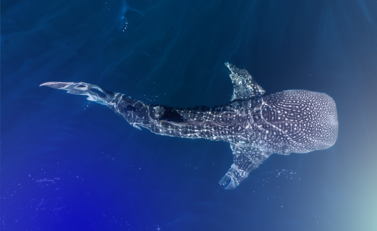 Whale shark under water