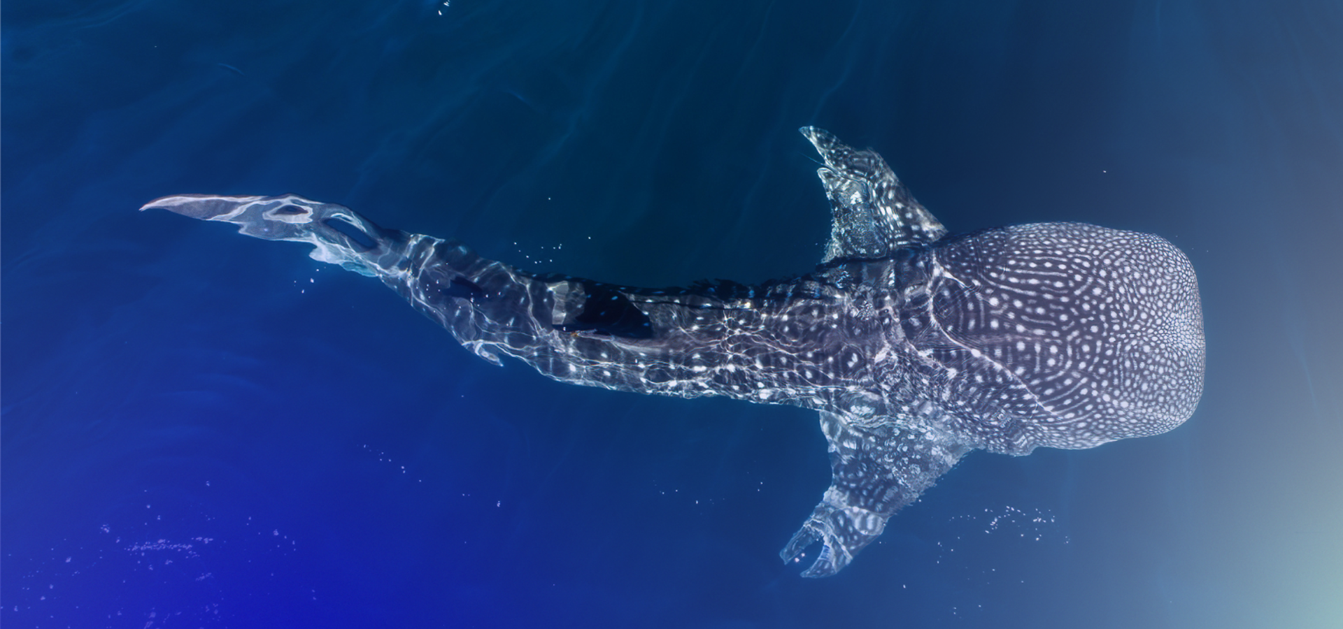 Whale shark under water