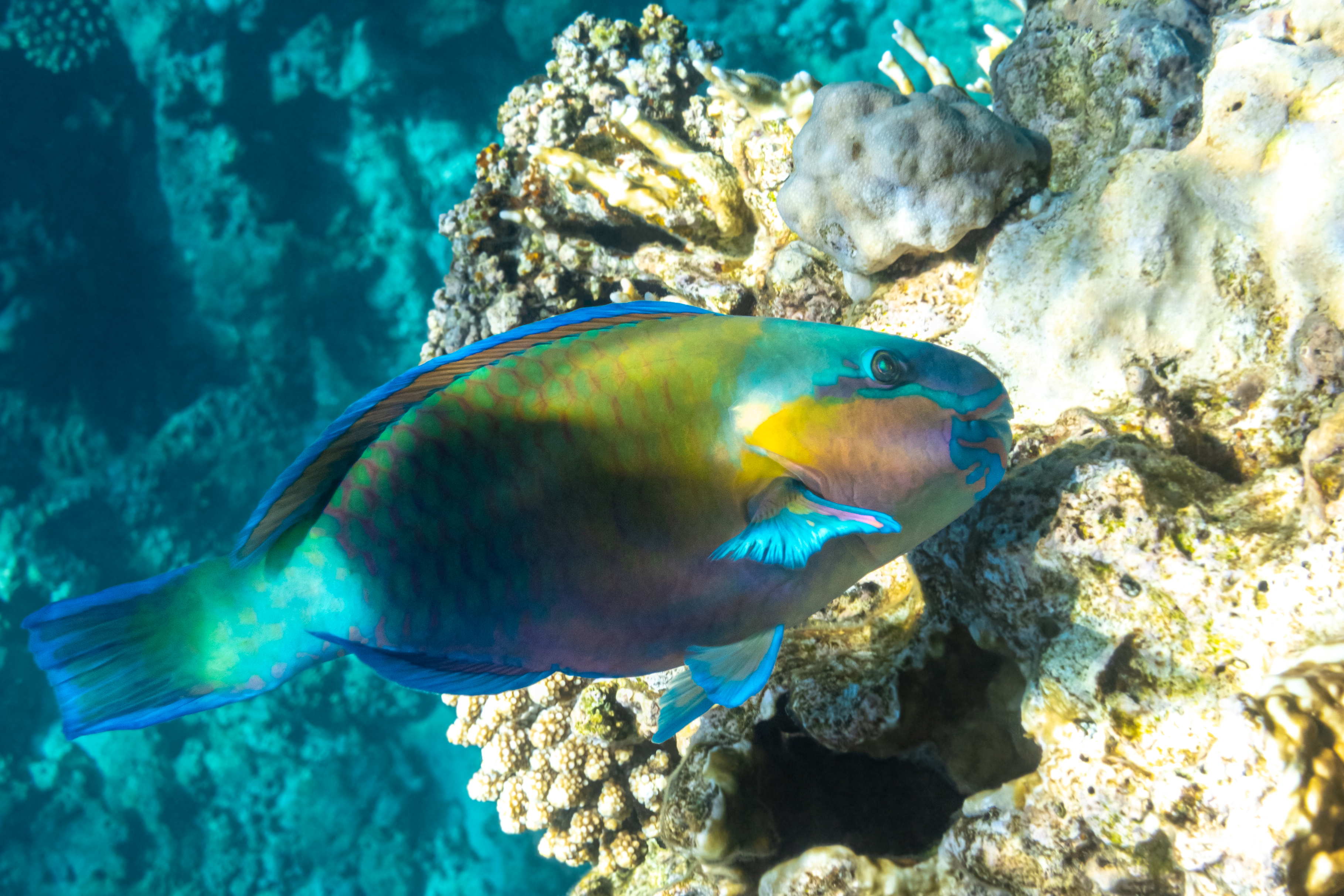 Parrotfish in coral reef