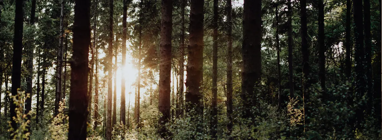 Sunlight shining through dense forest