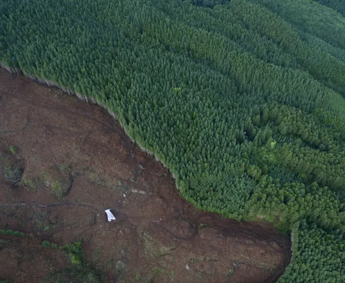 Aerial view of forest which has half disappeared from logging