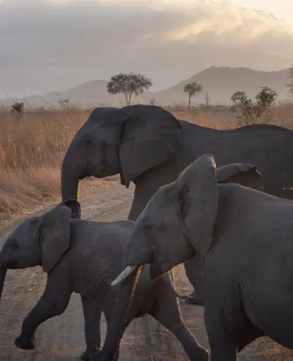 Elephant herd in the African Savannah