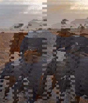 Elephant herd in the African Savannah