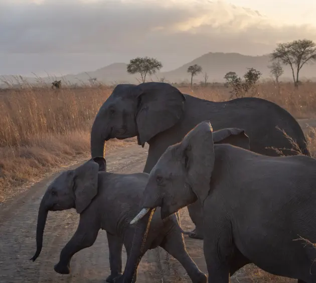 Elephant herd in the African Savannah