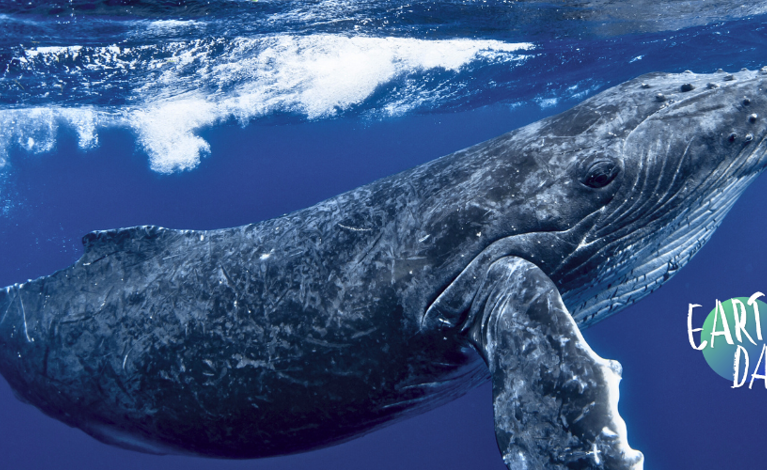 Whale swimming under water