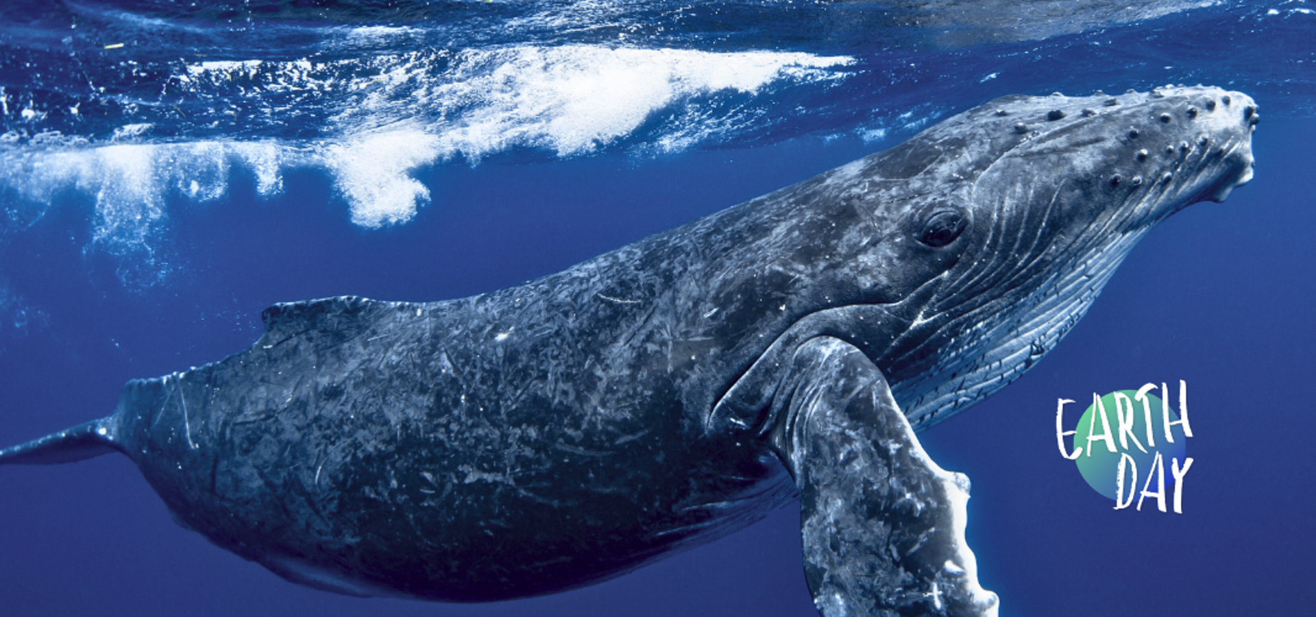 Whale swimming under water