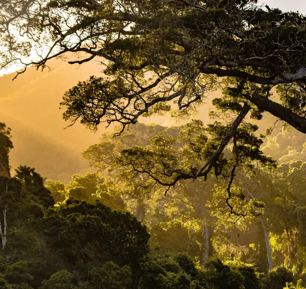 Sunlight shining through trees