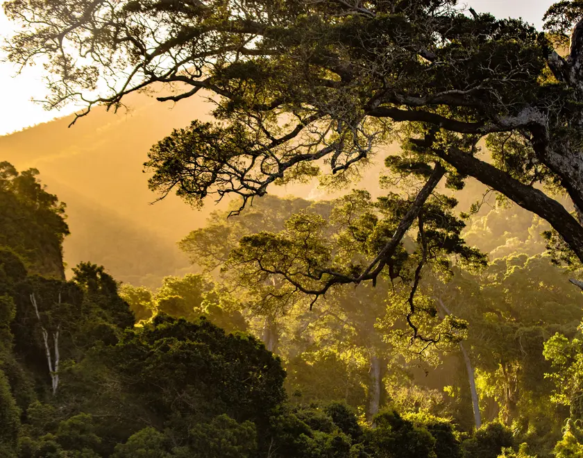 Sunlight shining through trees