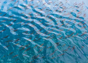 Aerial view of school of fish underwater