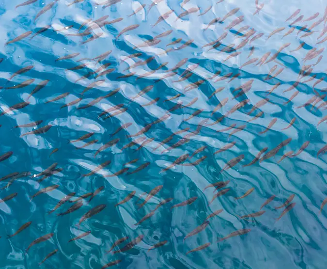 Aerial view of school of fish underwater