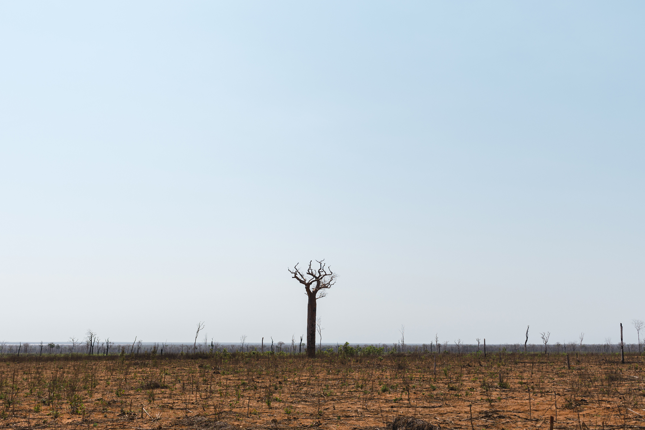 Dead tree in a field