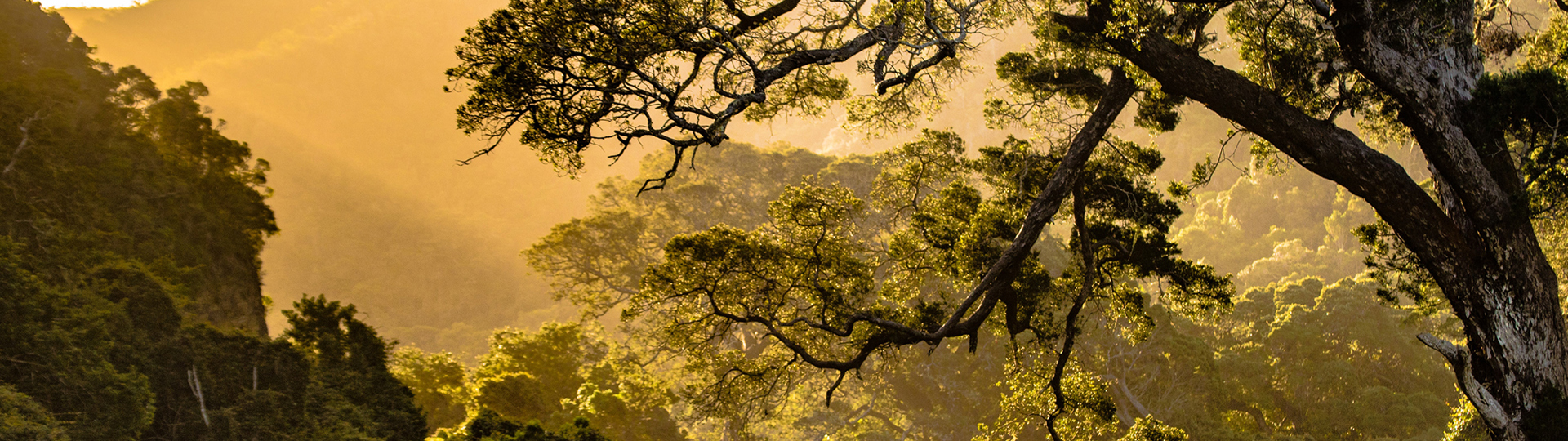 Southeast Asia Forestry ClientEarth southeast-asia-forestry-clientearth