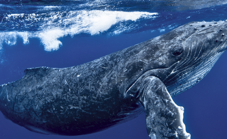 Montage of environmental images