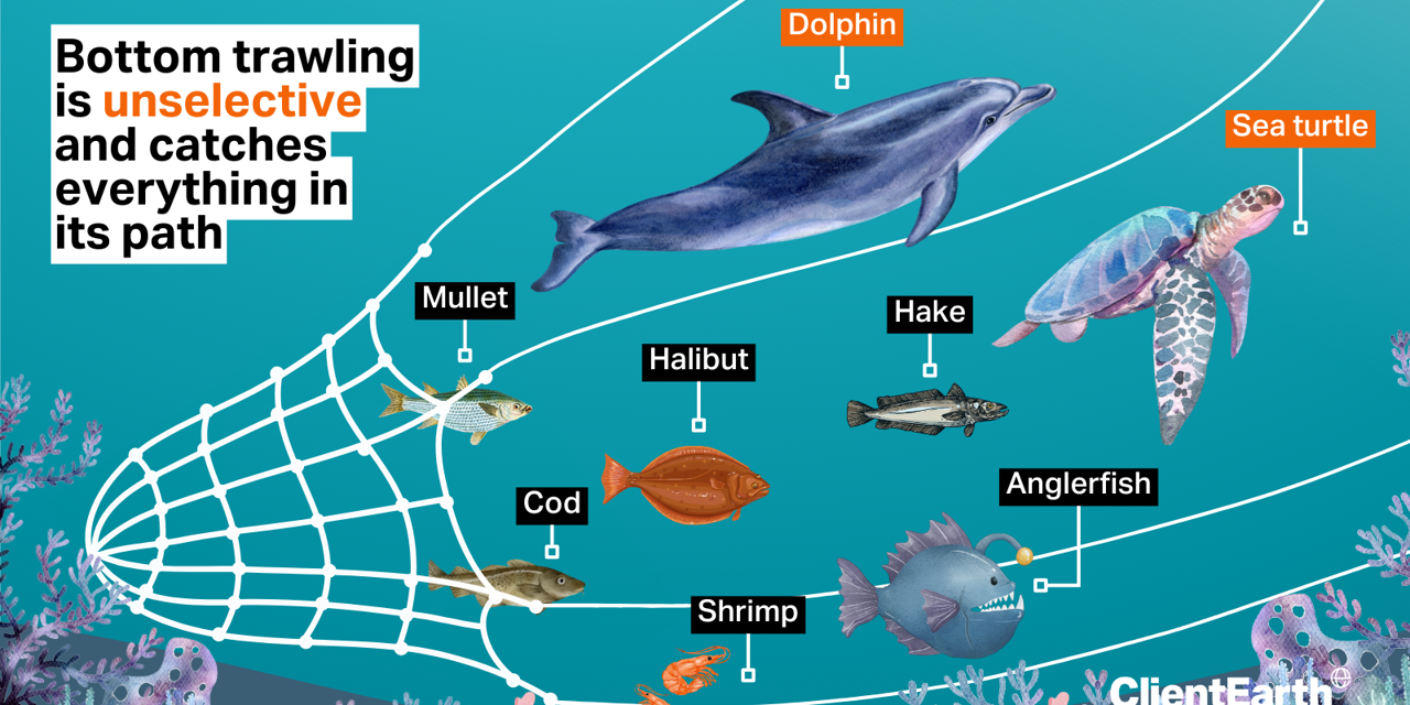 Bottom trawling is unselective and catches everything in its path. The typical catch includes Mullet, cod, shrimps, halibut, jake, anglerfish. But bycatch includes dolphins and sea turtles