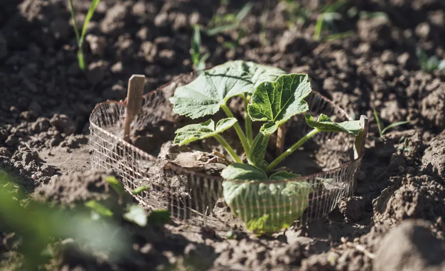 Plant growing in field