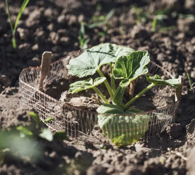 Plant growing in field