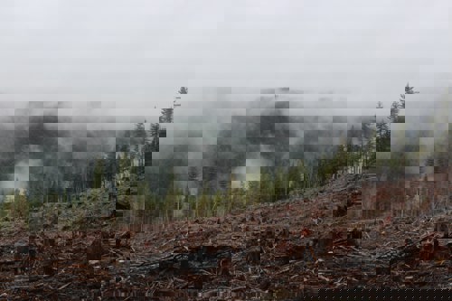 Deforestation
