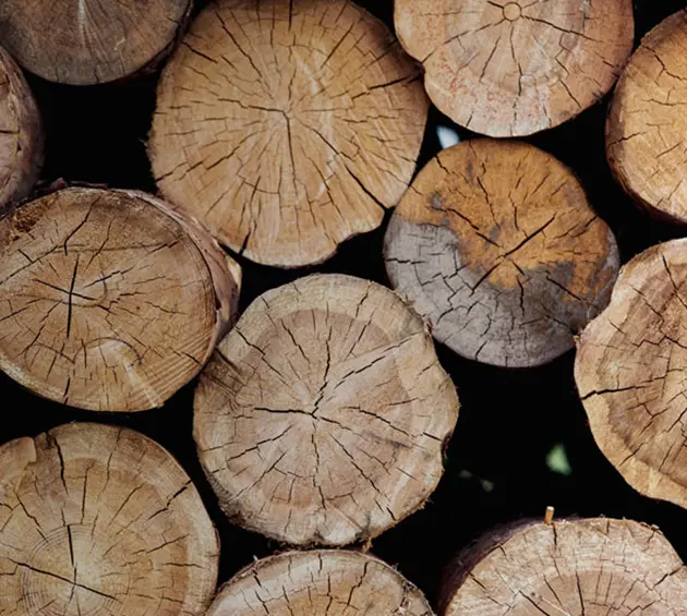 Ends of timber logs
