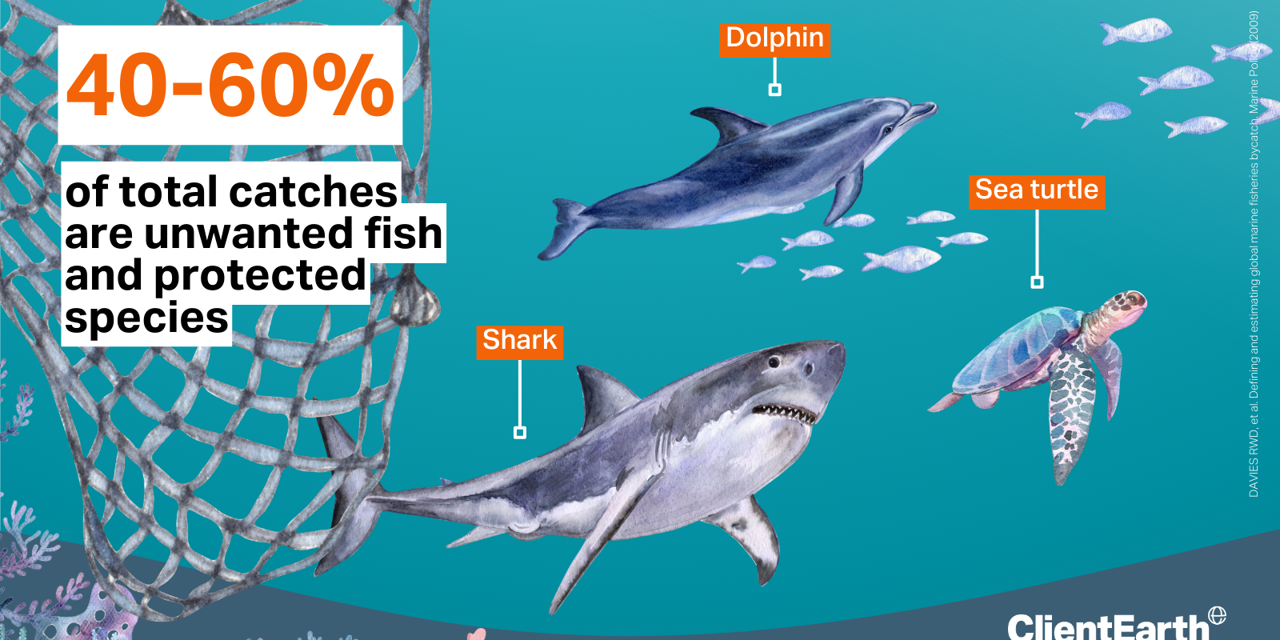 40-60% of total catches are unwanted fish and protected species: shark, dolphin, sea turtle for example. 