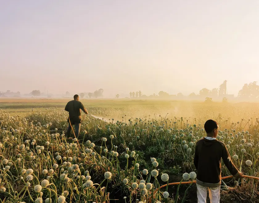 Farmers working field