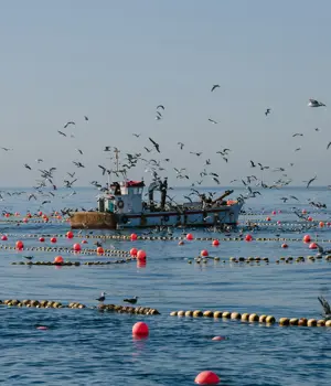 Seagulls flying above a fishing boat at sea