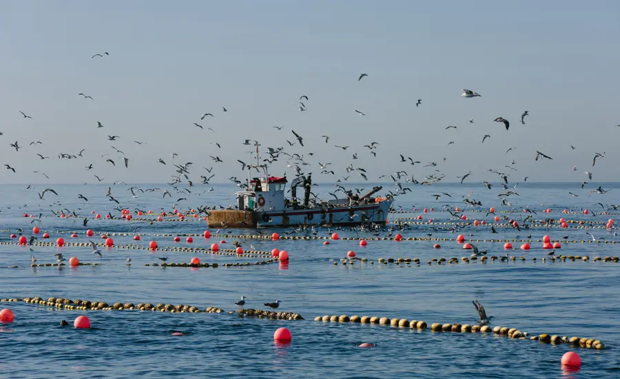 Seagulls flying above a fishing boat at sea