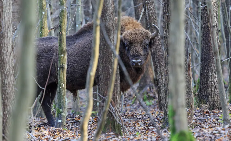 European Bison