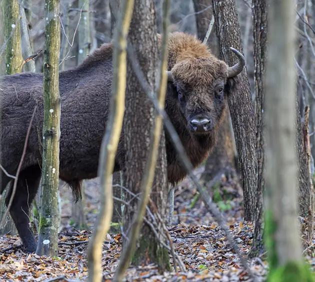 European Bison