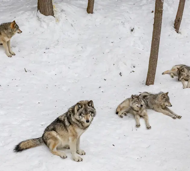 Wolves in Yellowstone, USA