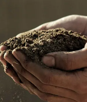Hands holding soil