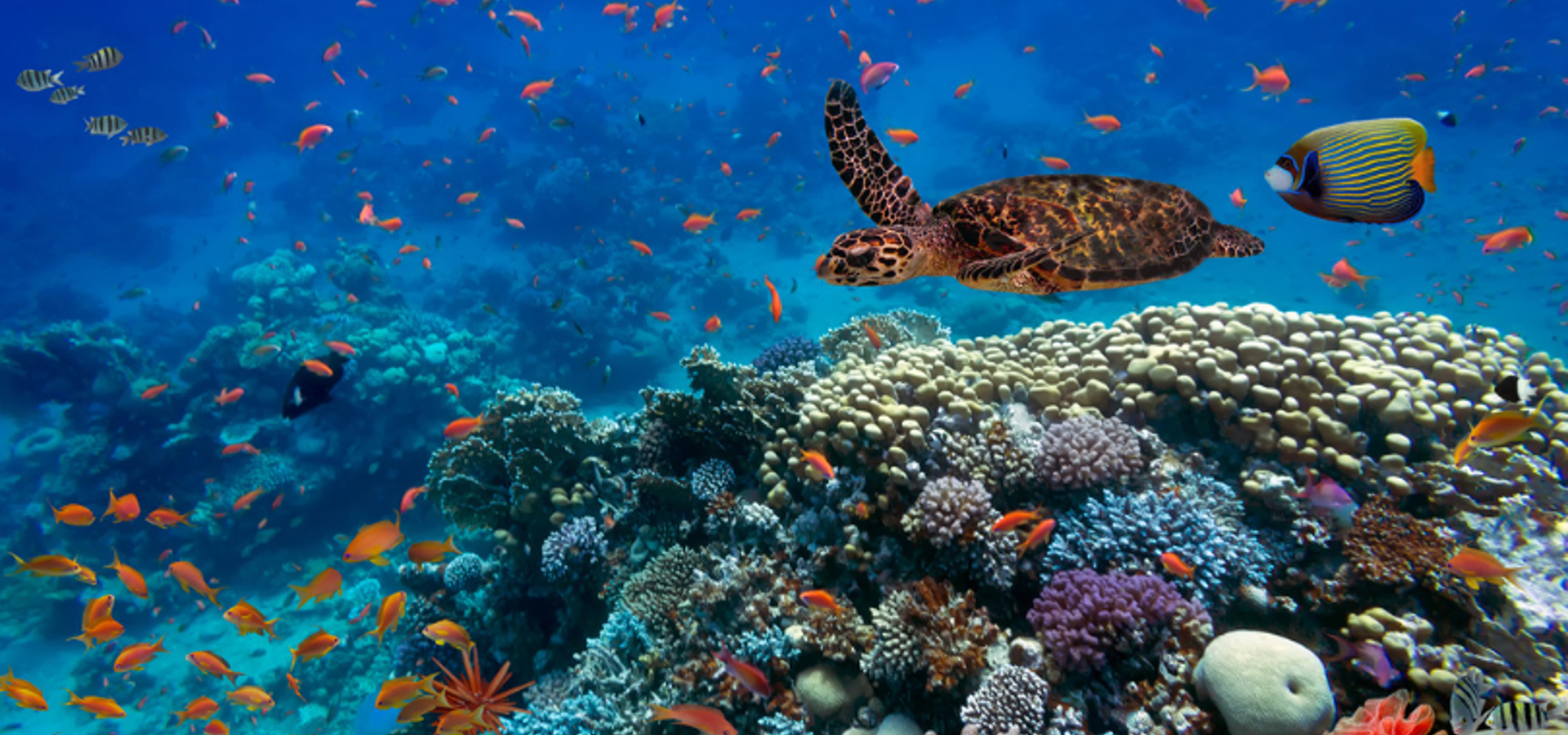 Montage of environmental images