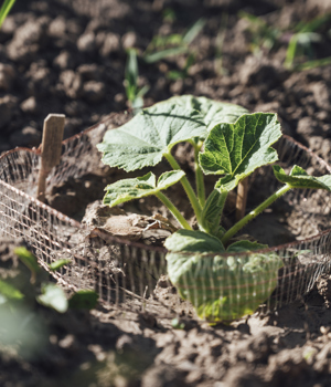 Plant growing in field