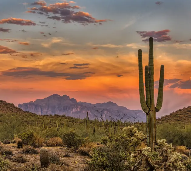 Saguaro cactus in Sonoran desert