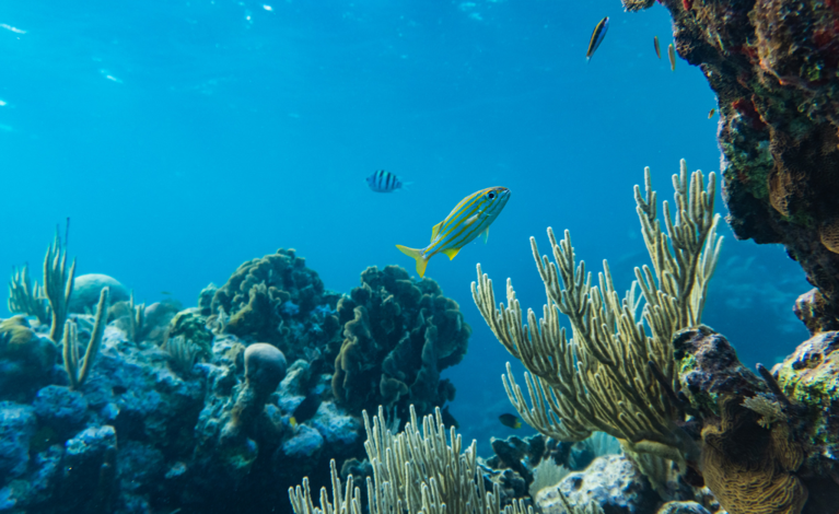 Underwater coral reef