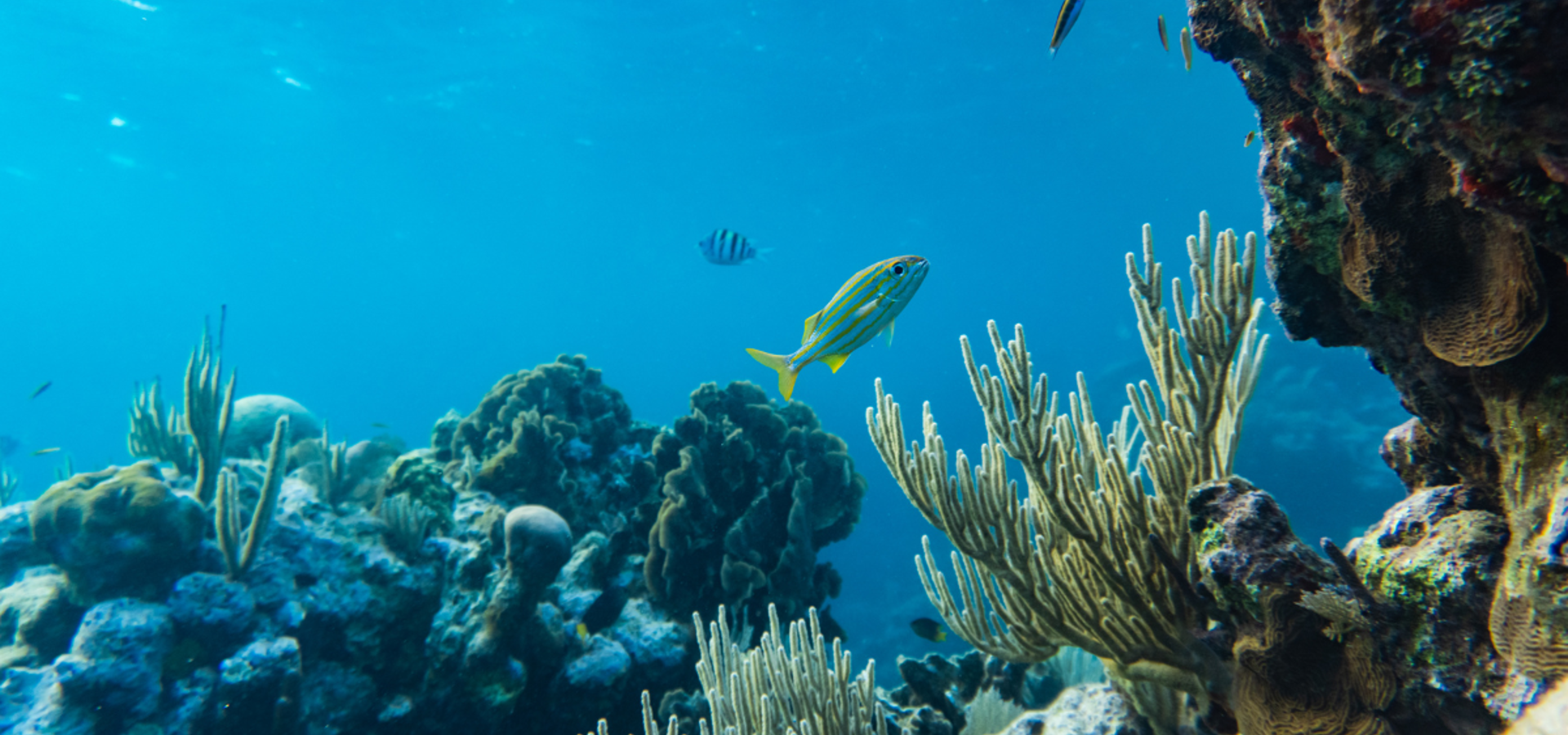 Underwater coral reef