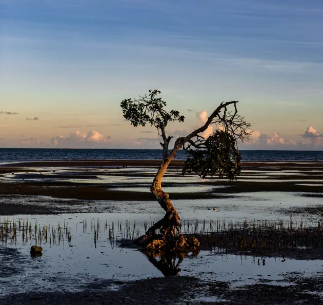 Tree in a flooded plain