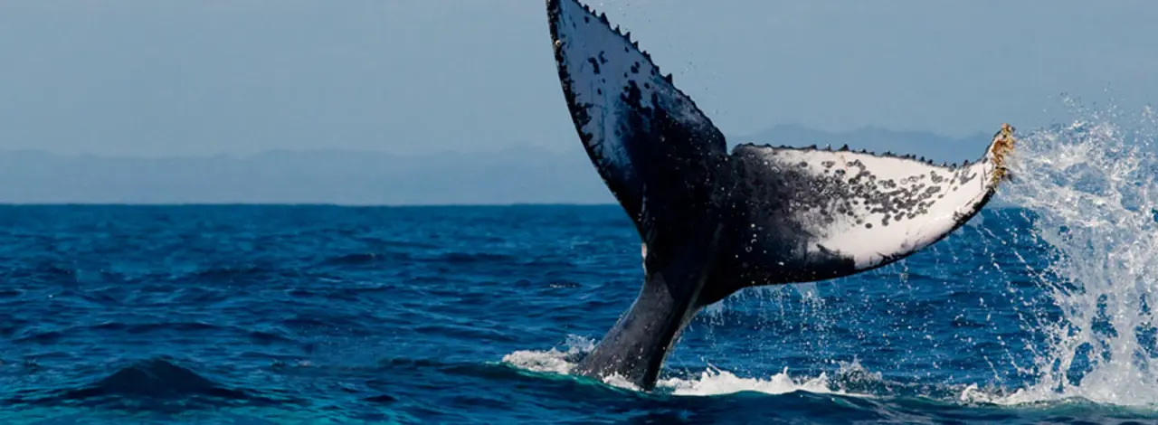 A whale tail above the ocean surface