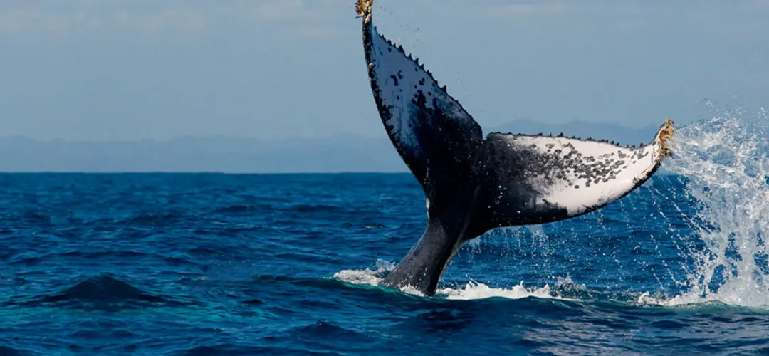 A whale tail above the ocean surface