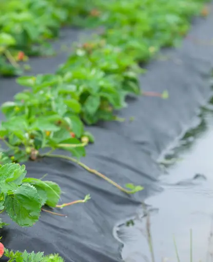 Strawberries in field