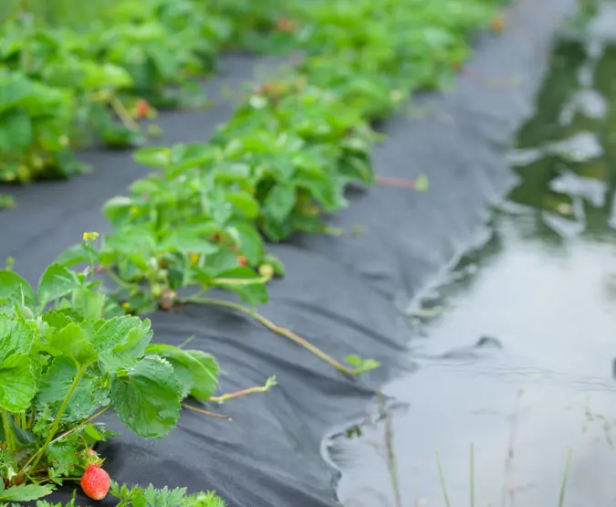 Strawberries in field