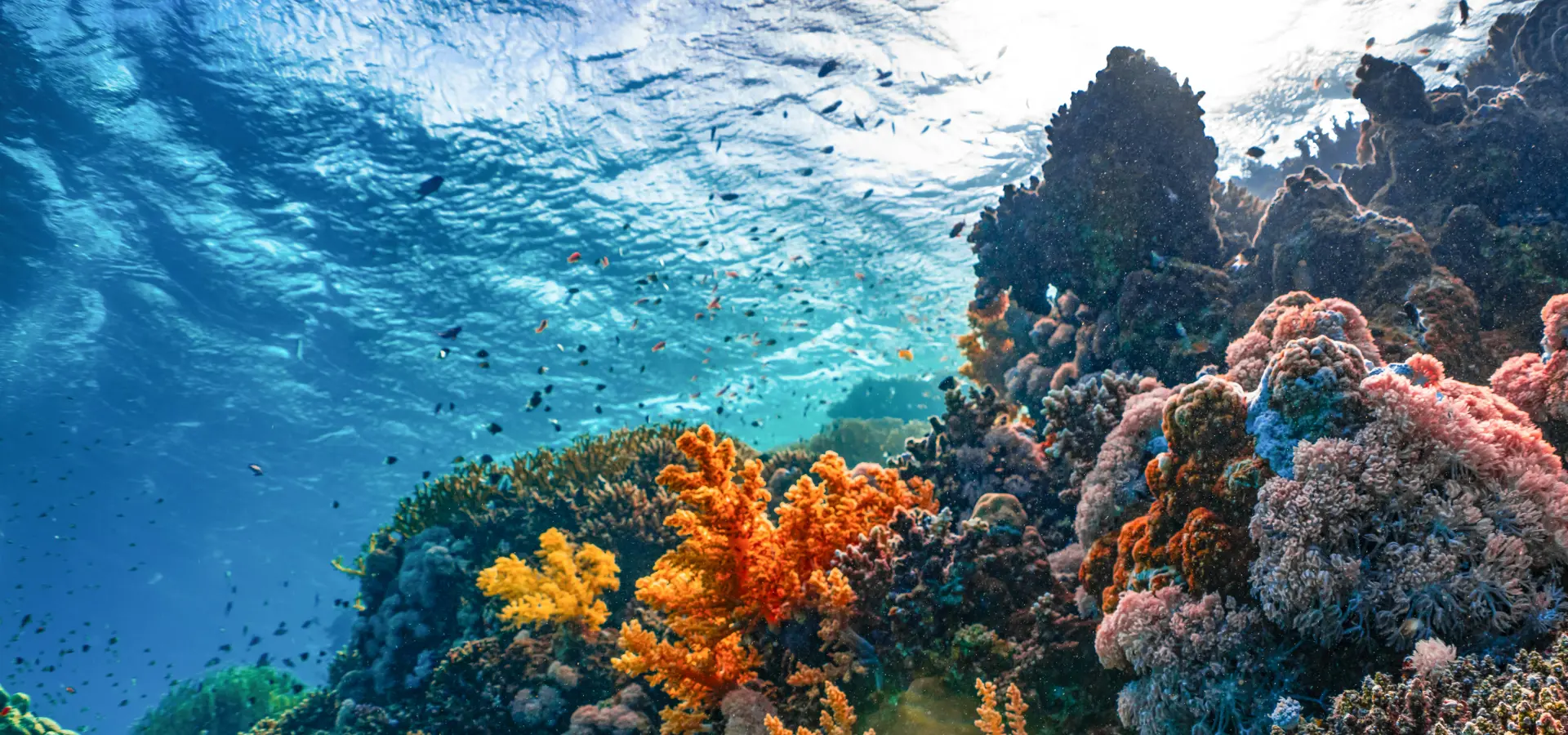 Montage of environmental images